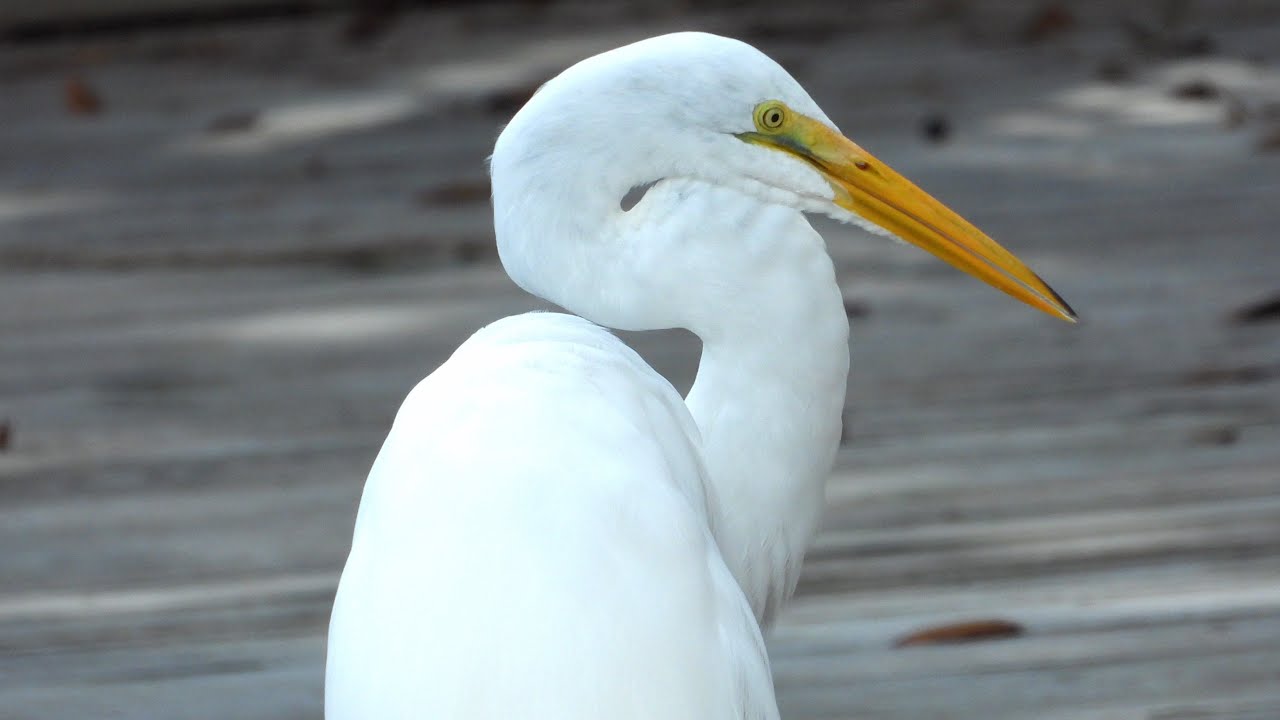 Grande aigrette / Great Egret