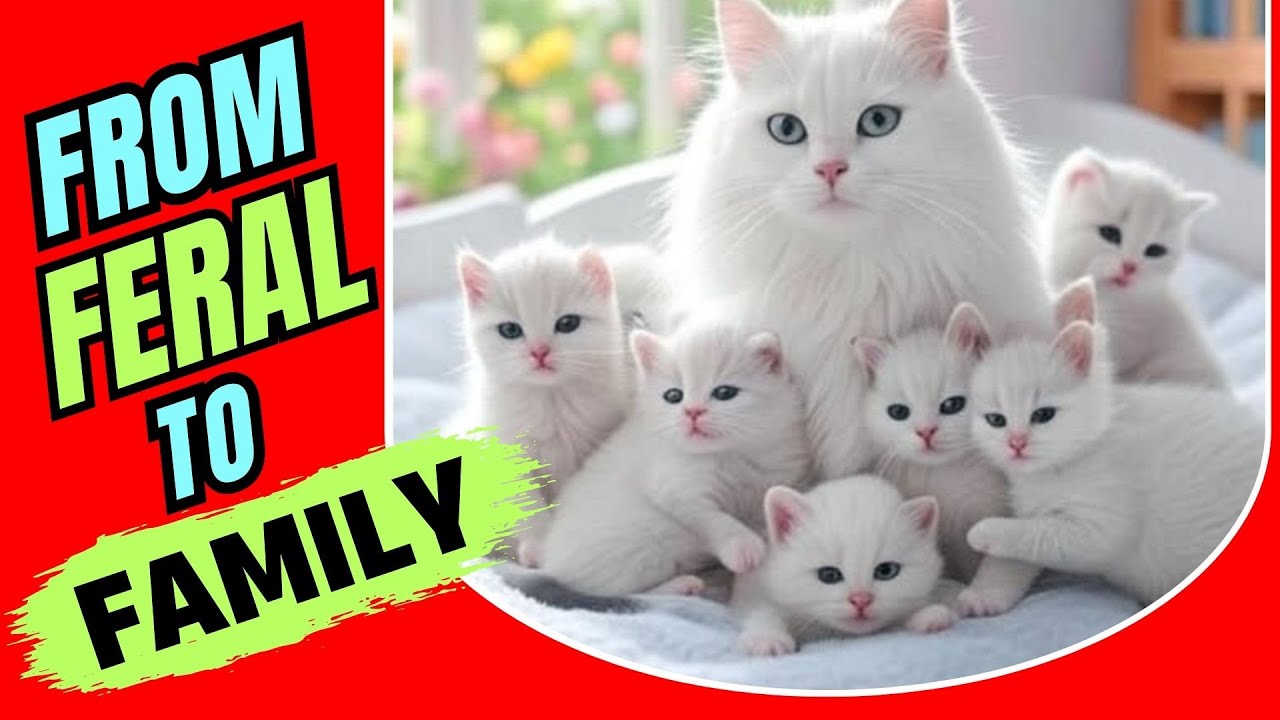 How to Foster a Feral Mama Cat & Her Kittens Without Stress! 🐱
