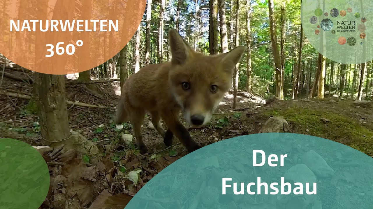 Naturwelten360 // Der Fuchsbau