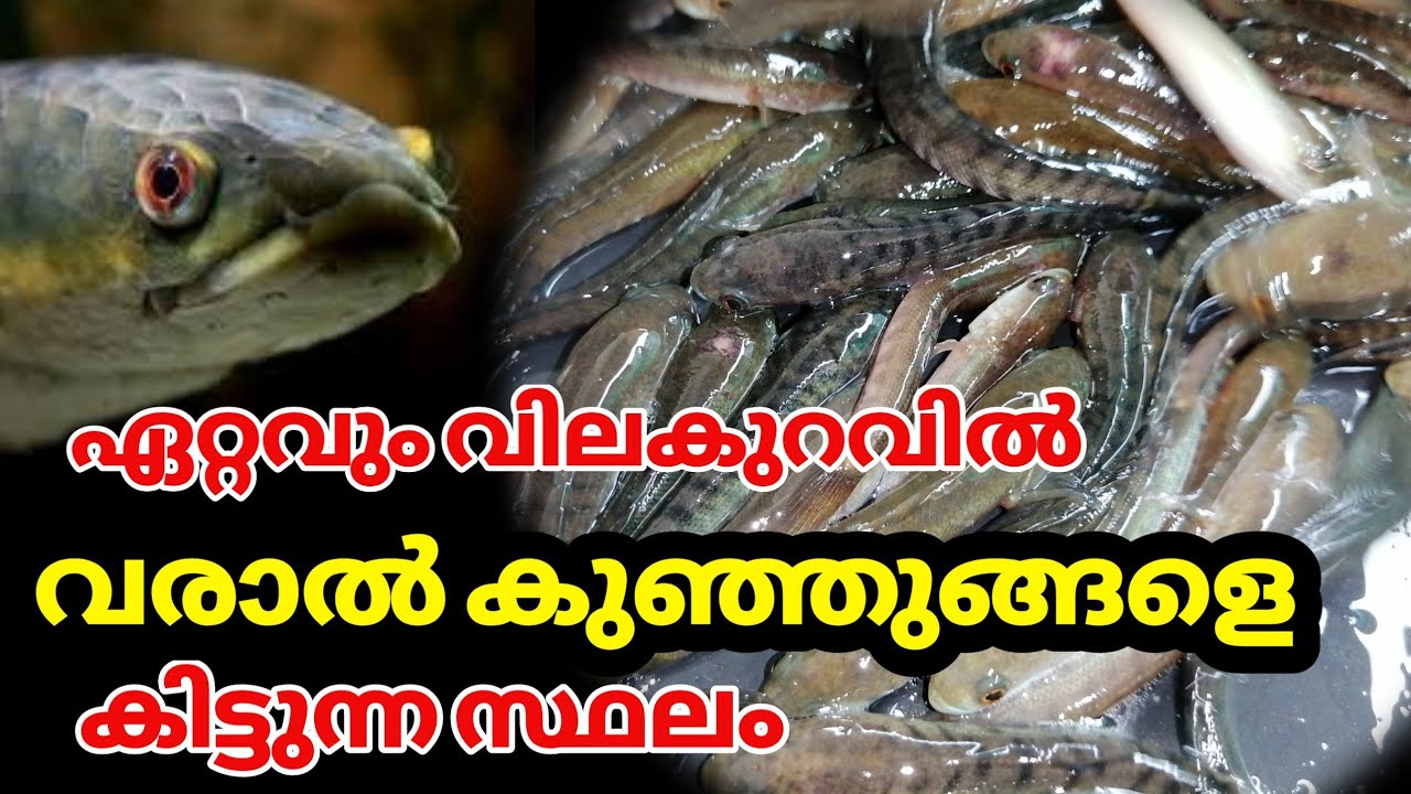 ഏറ്റവും വിലക്കുറവിൽ വരാൽ കുഞ്ഞുങ്ങളെ ലഭിക്കുന്ന സ്ഥലം|low cost murral fish seeds|Track root