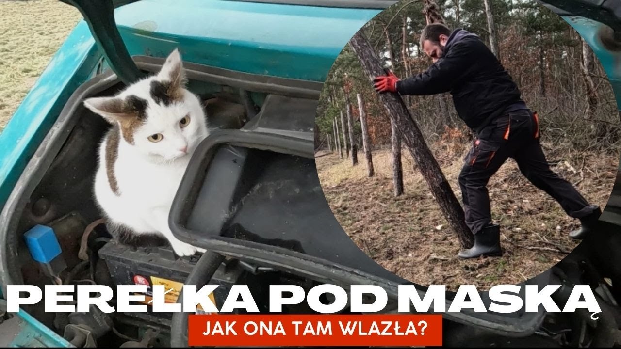 Rozbiórka płotu od A do Z