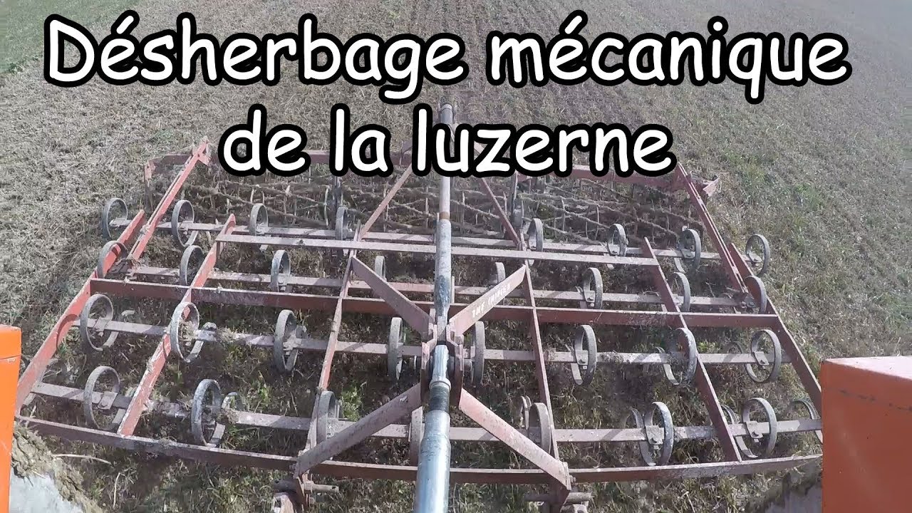 Le déhserbage mécanique de la luzerne !