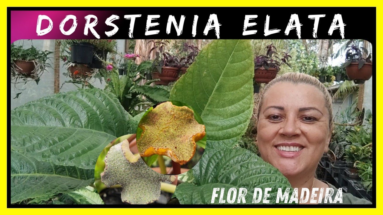 planta exótica - vem conhecer Dorstenia elata / planta congo fig / flor de madeira / caiapiá grande