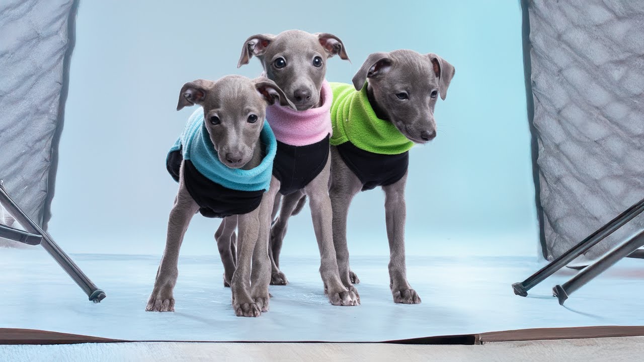First Studio Photoshoot For 3 Italian Greyhound Puppies in DG