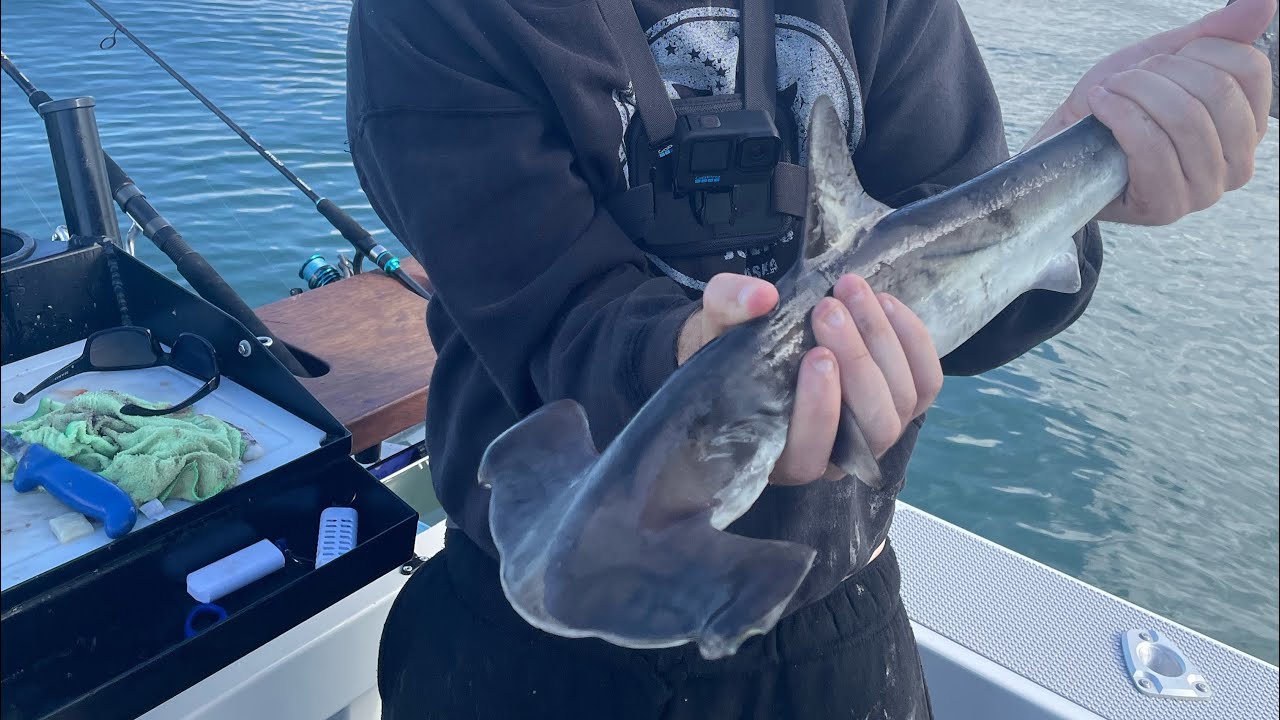 Hammer head shark western port bay