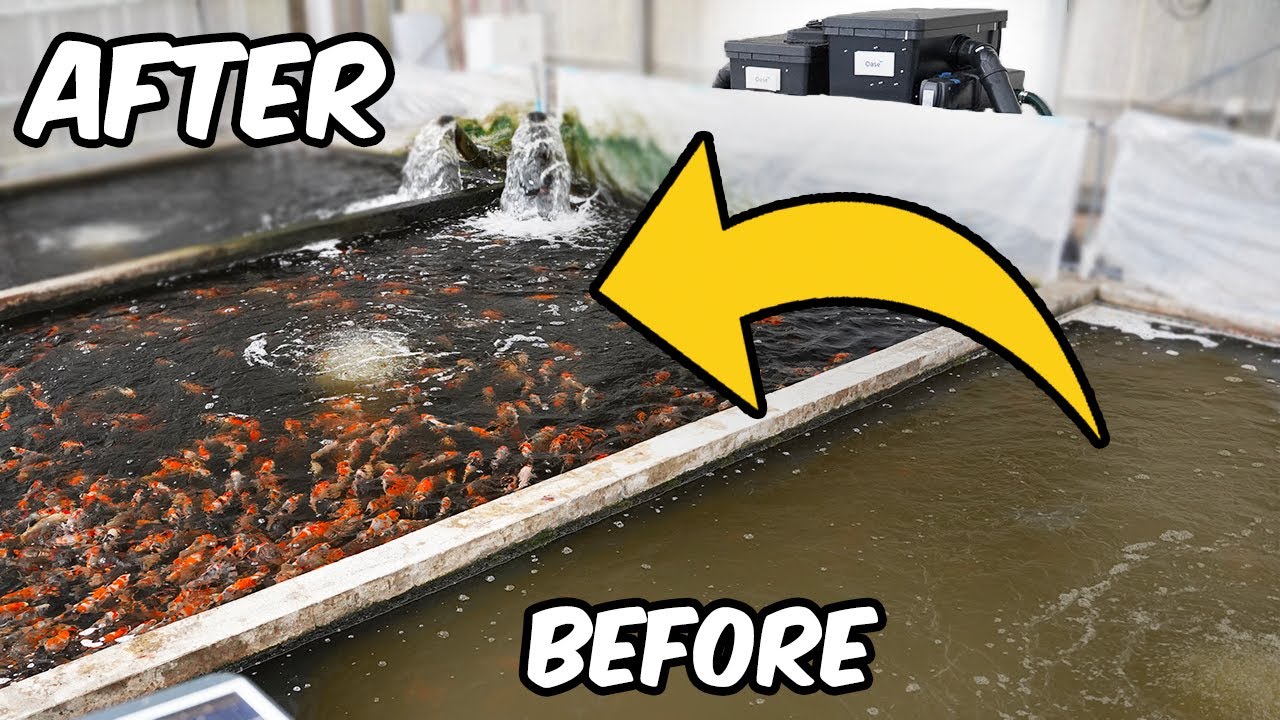 Inside Japanese Koi Farms: Drum Filters for Healthier, Vibrant Koi | Educational Guide