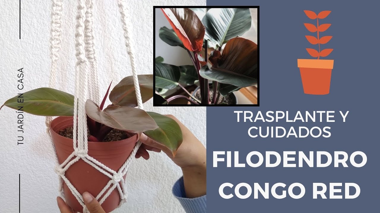 FILODENDRO CONGO RED | TRASPLANTE Y CUIDADOS 😃🌿