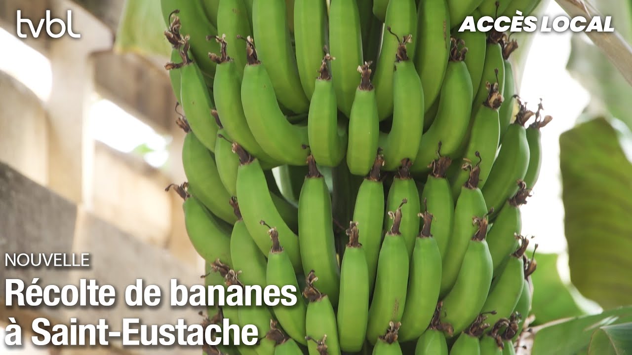 Acc&egrave;s local | &Eacute;co-Verdure cultive des bananes au Qu&eacute;bec : une premi&egrave;re &agrave; Saint-Eustache