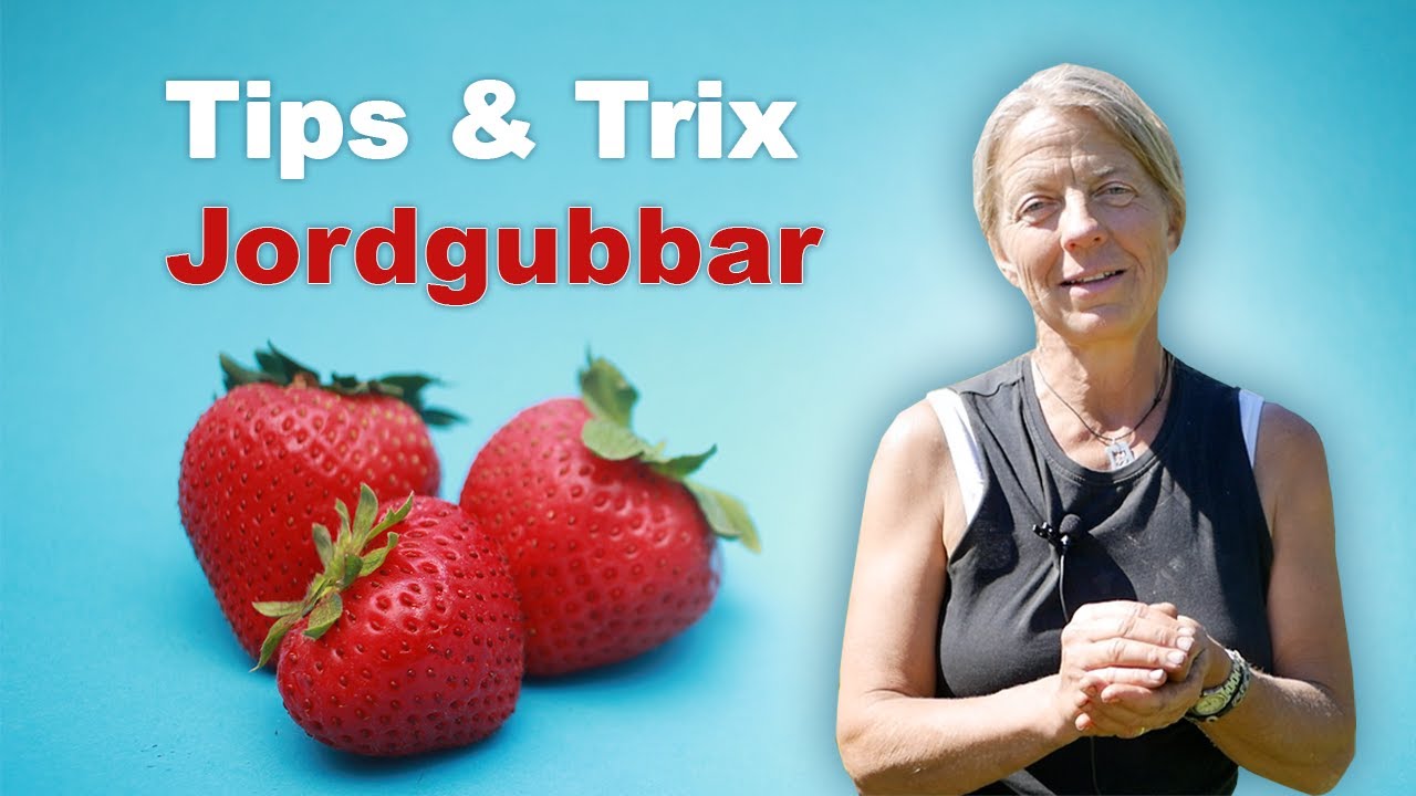 Tips & trix jordgubbar - Kosters Trädgårdar