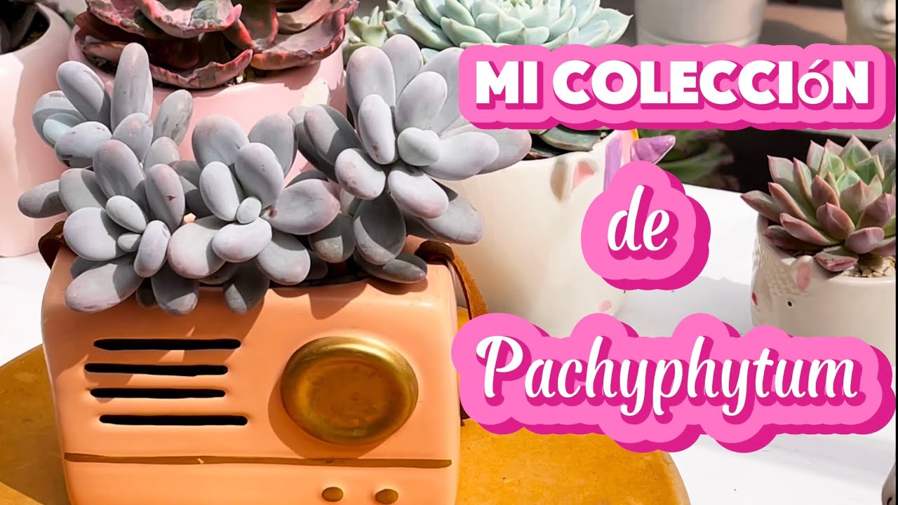 Mi colección de pachyphytum