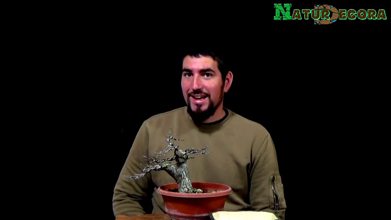 De Prebonsai a Bonsai, Trasplante de un olmo minor