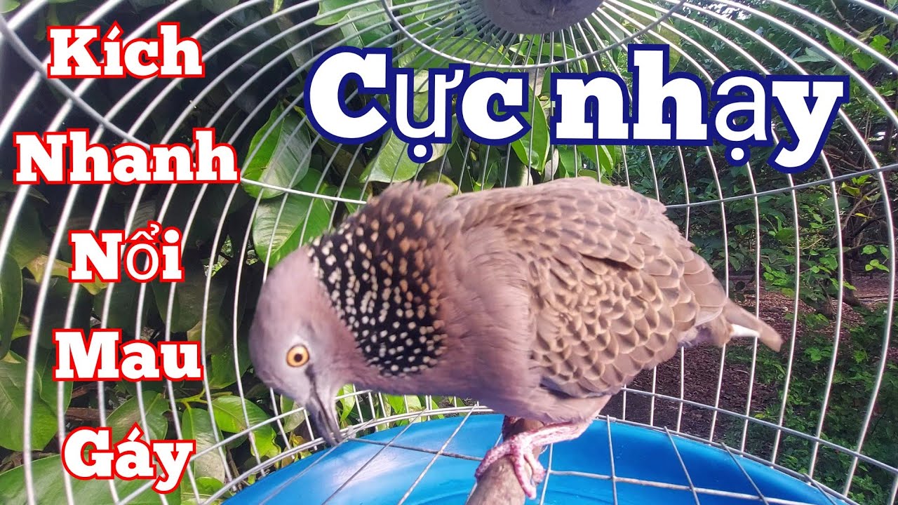 Chim cu gáy kích bổi - Cu gáy mồi sấm đồng gáy [ GÙ THÚC GỌI ] kích bổi nhanh nổi mau gáy  #cugáy25