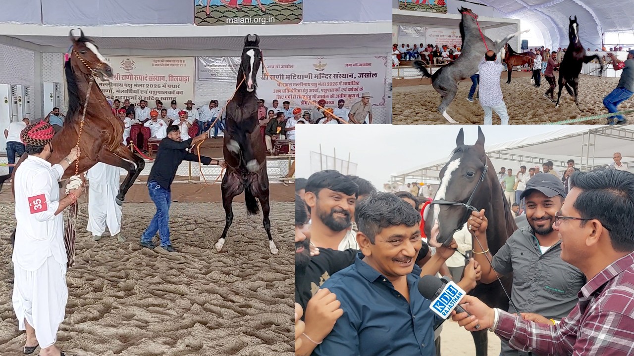 तिलवाड़ा Colt Horse Ring भरपूर जोशीले घोड़े नहीं बच्चे है/ अश्व प्रतियोगिता बालोतरा Tilwara Mela