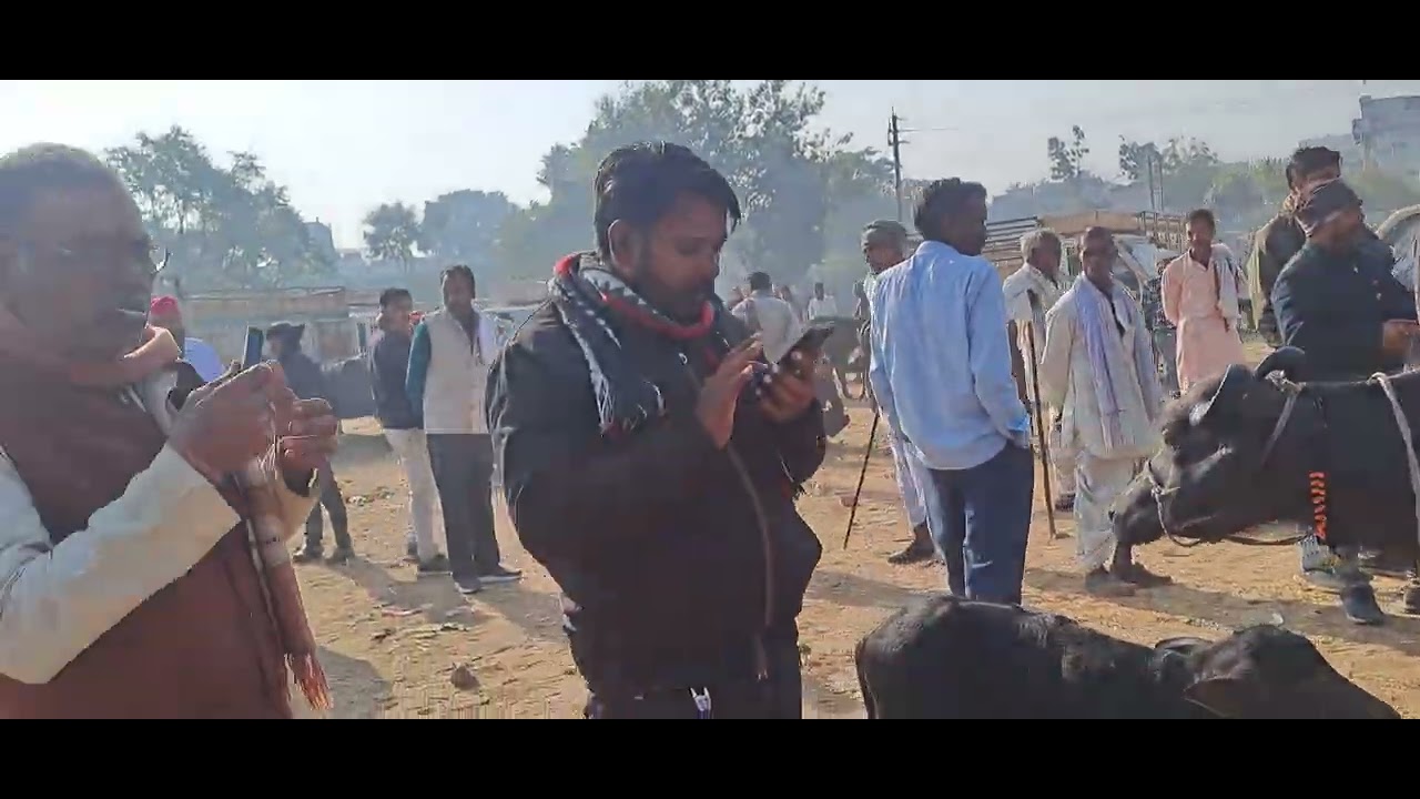 गाडरवारा पशु मंडी का वीडियो 21/12/26