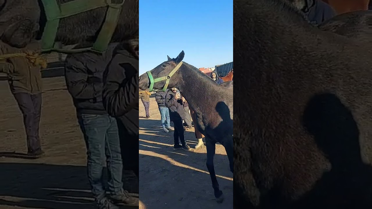مشاءالله خيرات الدكالة الثلاثاء سيد بنور 🌧🐴🐴🐴