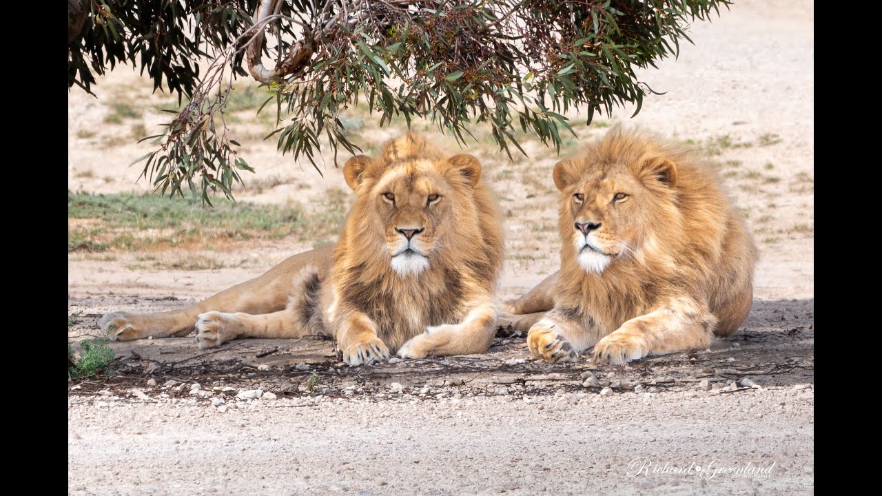 Majestic African Lions Up Close. See these beautiful big cats and their affectionate family bonds