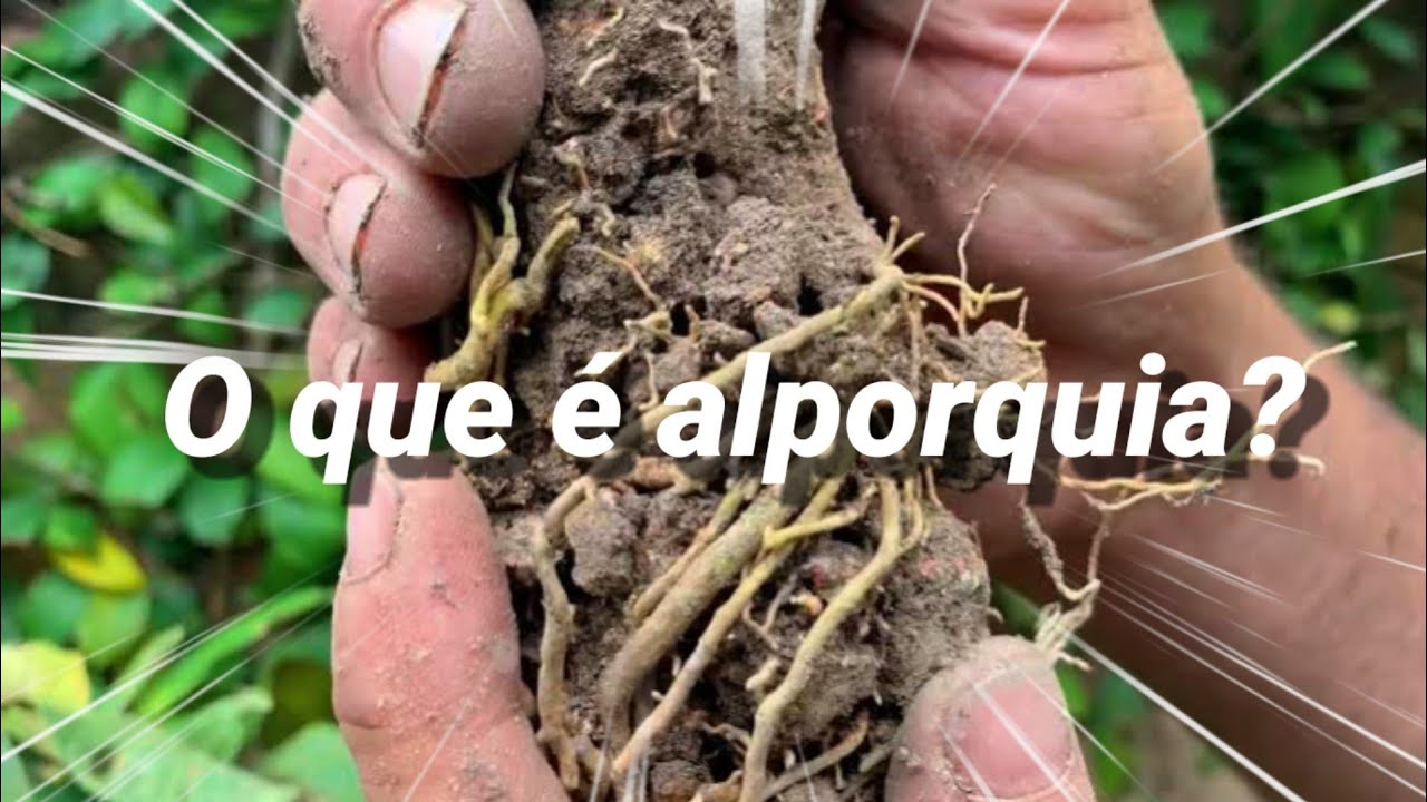 VOCÊ SABE O QUE É ALPORQUIA? VOU TE EXPLICAR!