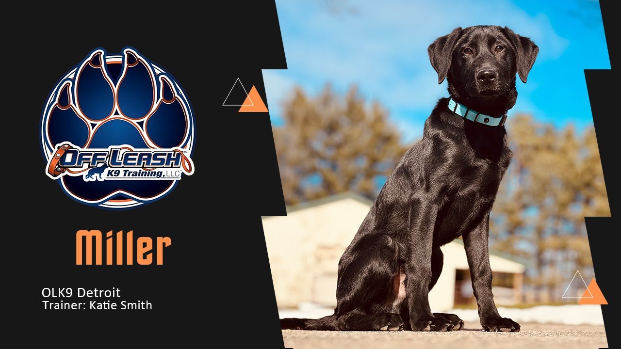 Changing Bad Puppy Habits | Miller the Labrador Retriever