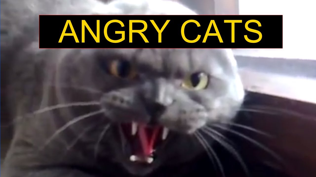 Angry Cats Compilation - Funny Cats Compilation