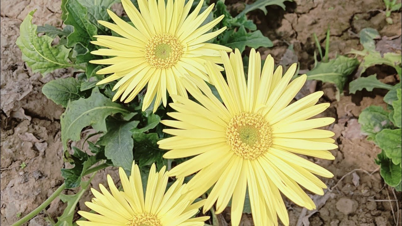 Sulochna Home Kitchen  is live! #cooking #live🥰😋