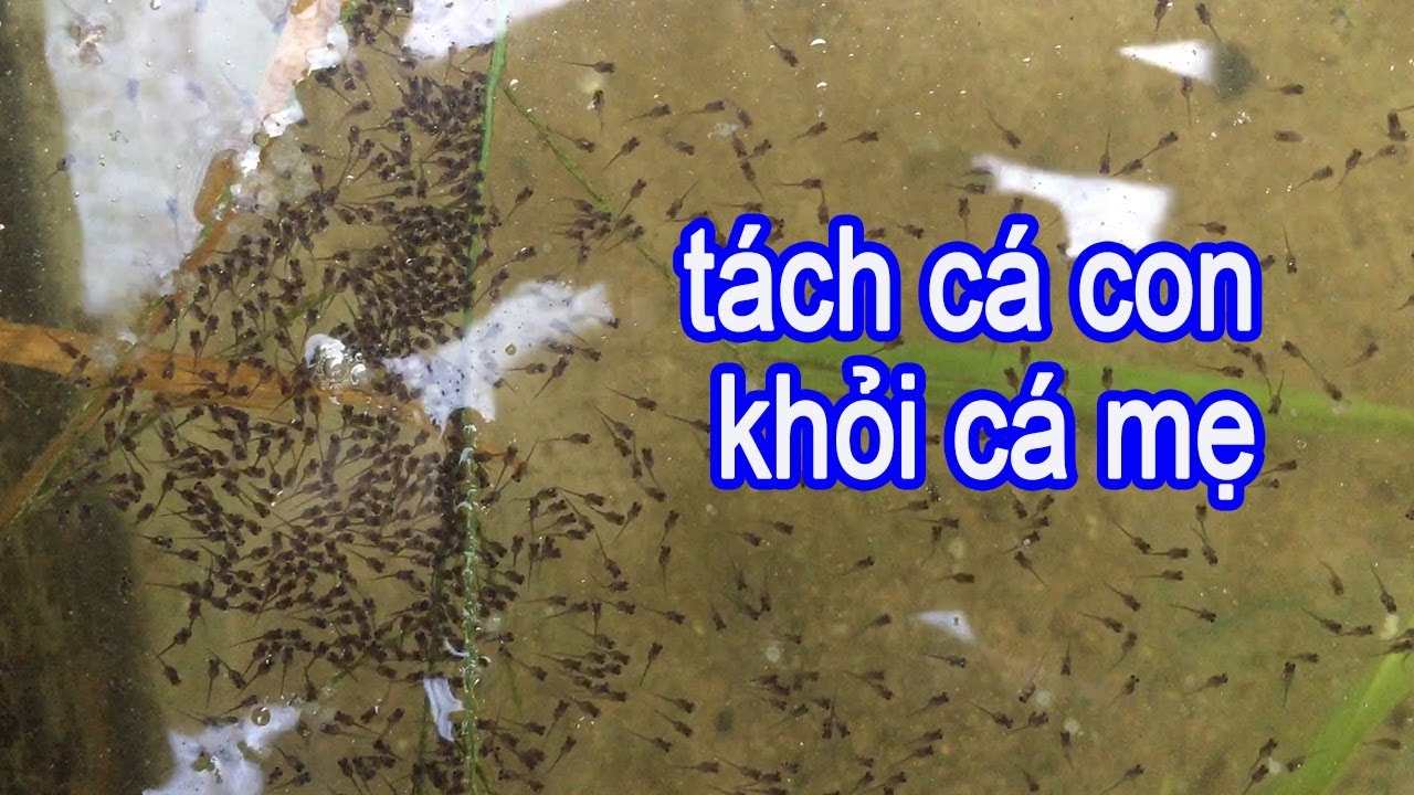 Cá Lóc Giống Sau 2 Ngày Tách Mẹ Ra Hồ Mới | Trại Cá Phú Yên