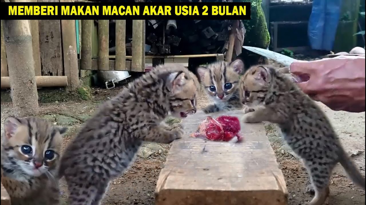 Cara Memberi Makan Anakan Macan Akar Usia 2 Bulan
