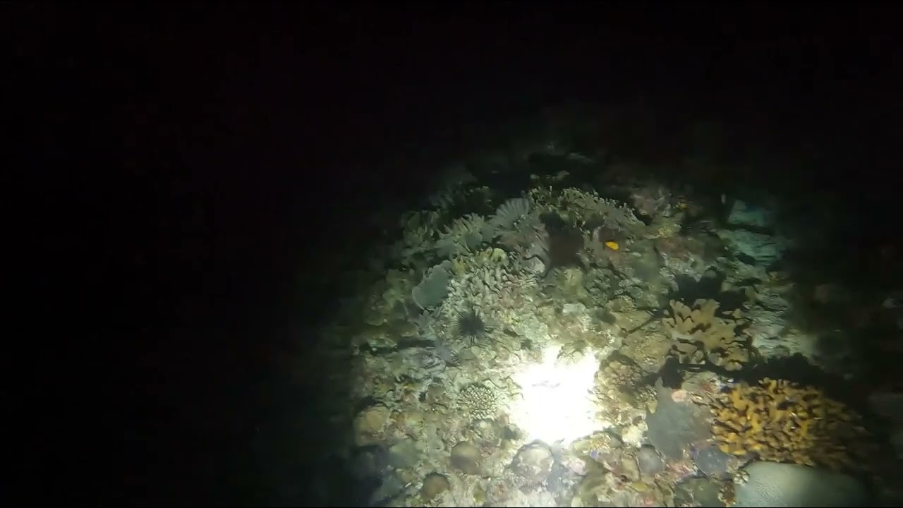 ASAFEE A33 DIVING FLASHLIGHT/ Power LED setup       Water Test