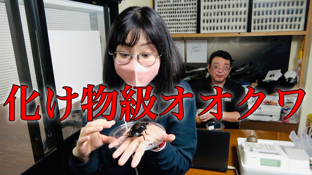 埼玉の昆虫ショップに久々に行ったら化け物級の昆虫ばかりだった