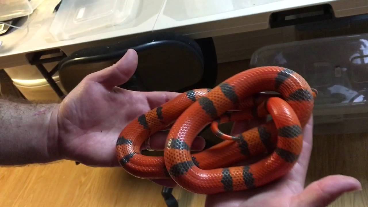 Milksnake and King snake update video