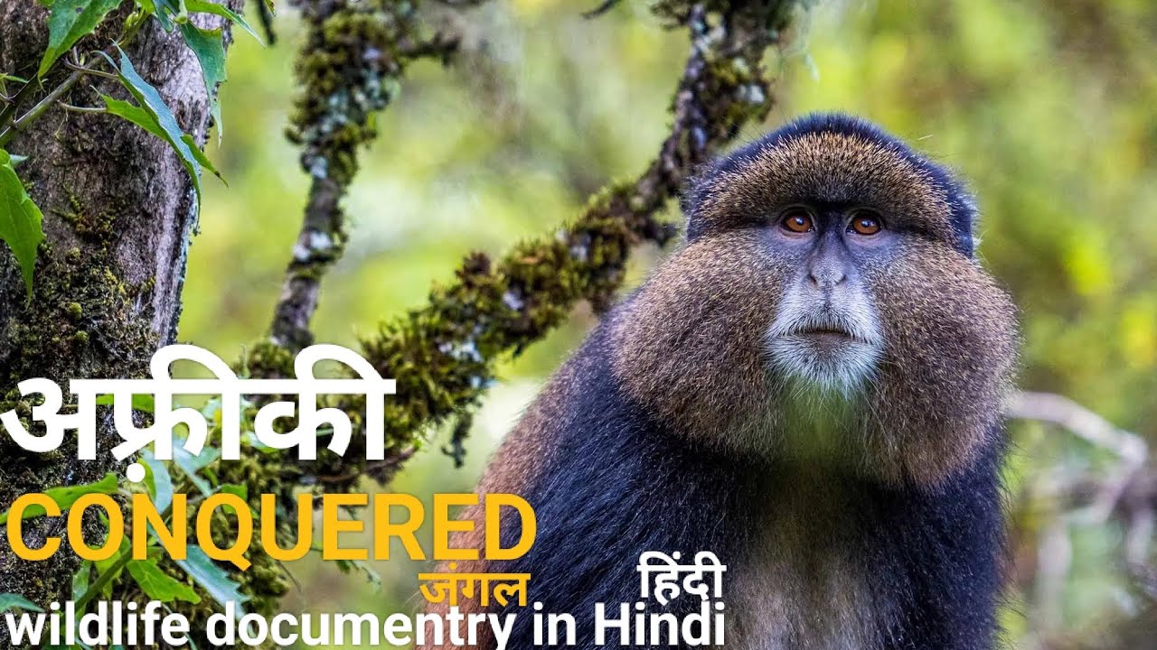The cunquered forest - हिंदी डॉक्यूमेंट्री ! Africa wildlife documentry in Hindi