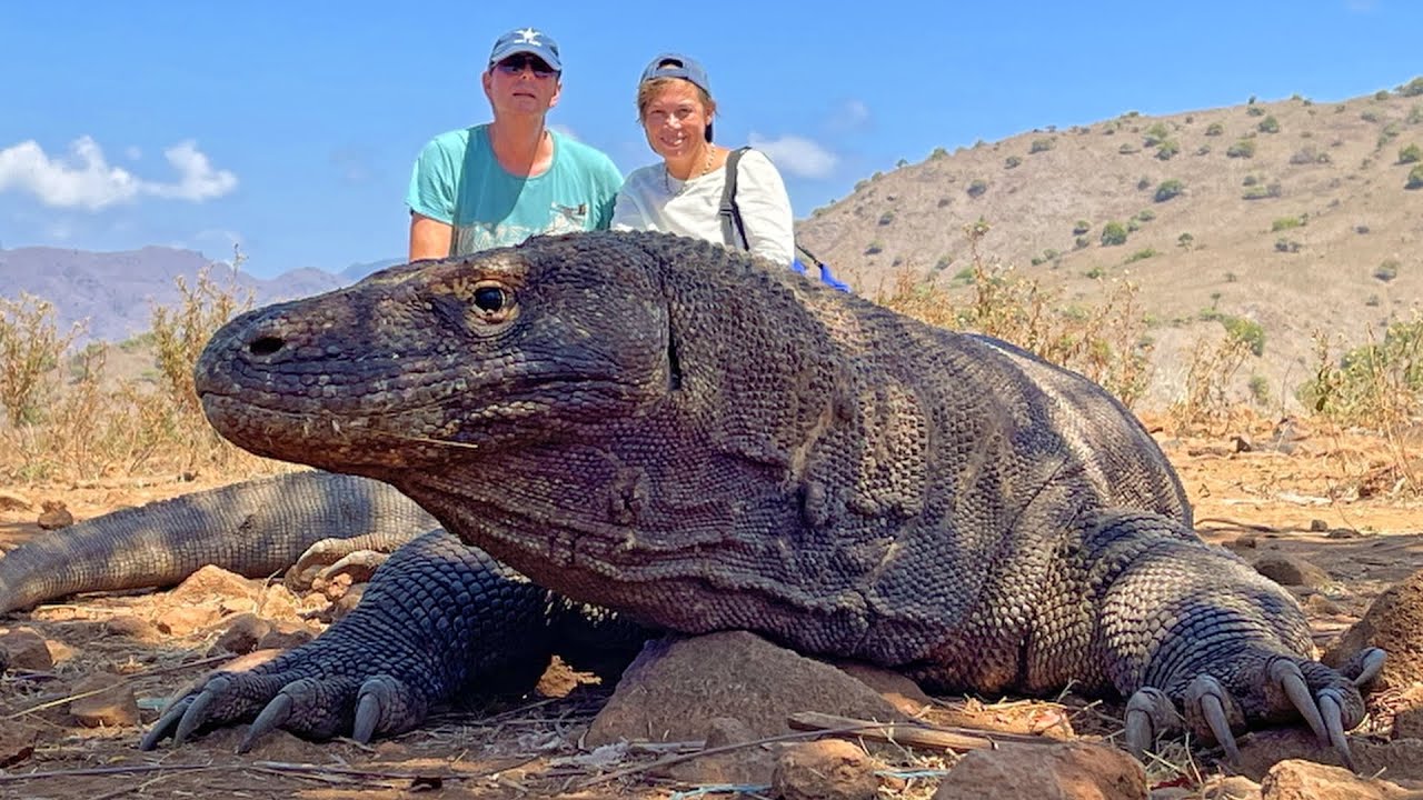 the dangerous komodo dragon