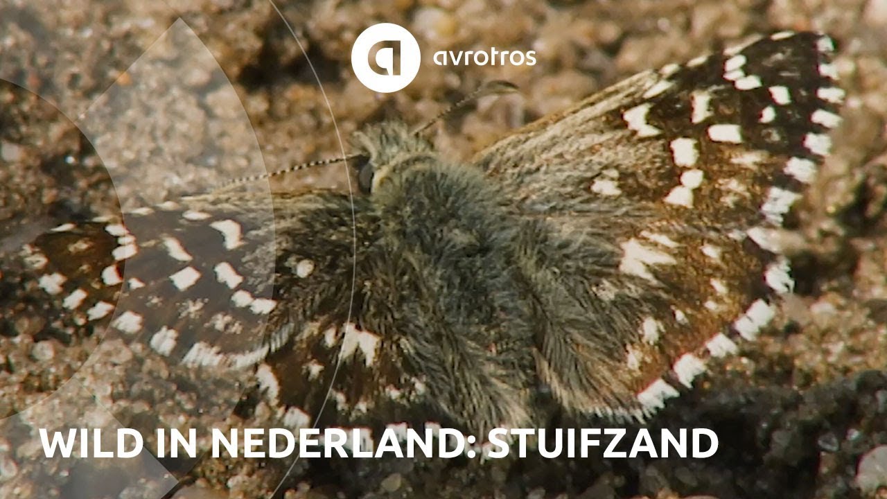 Wild in Nederland: de stuifzandgebieden van de Veluwe
