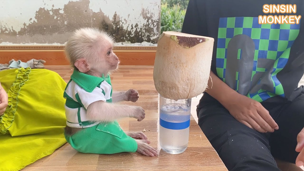 Compilation video about how monkey SinSin develops rapidly at a young age