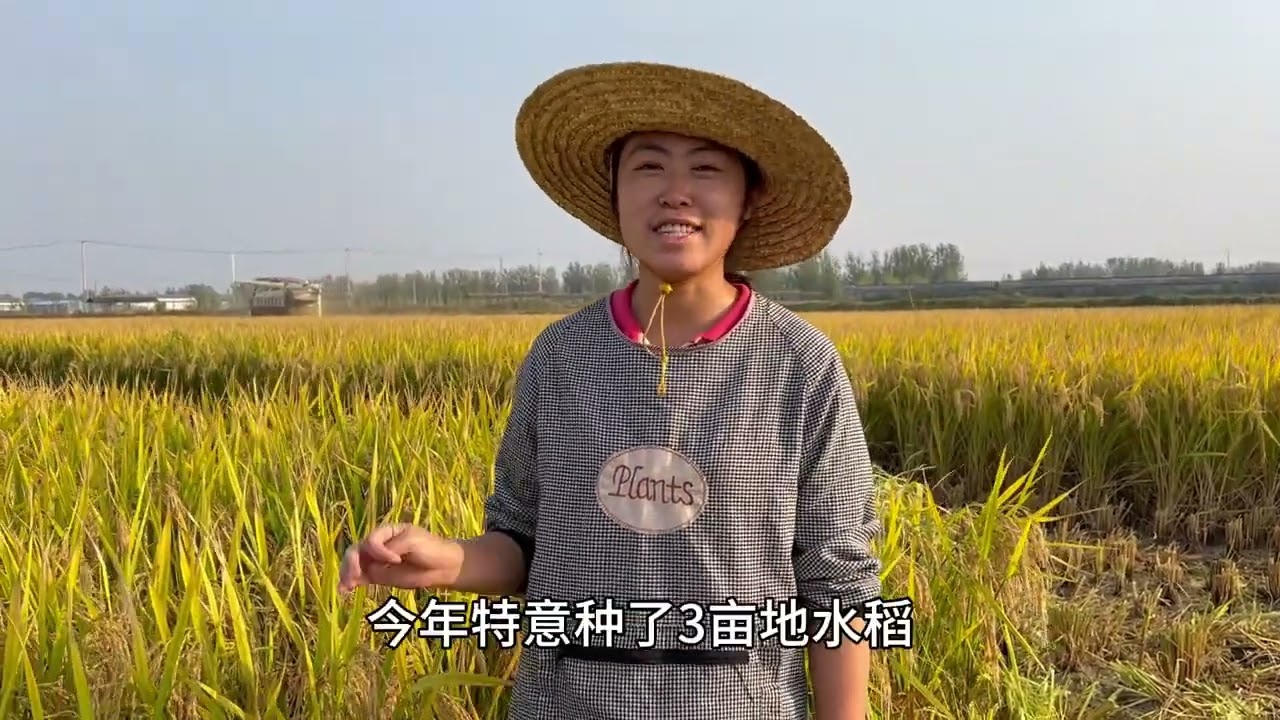 媳妇种了三亩地水稻，竟收了5100斤稻子，看看能卖多少钱？ #水稻 #大丰收 #婆媳关系