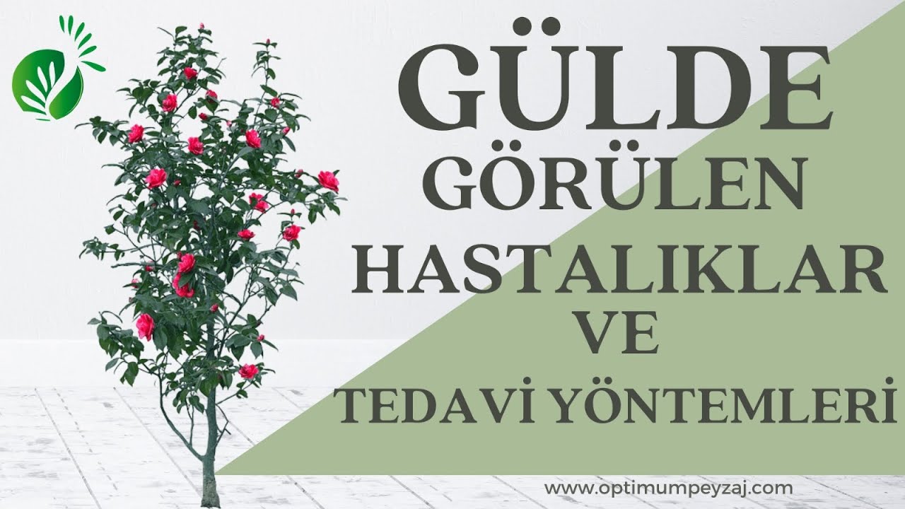 GÜLDE GÖRÜLEN HASTALIKLAR VE KULLANILABİLECEK İLAÇLAR | GÜL HASTALIKLARI | GÜL İÇİN MANTAR İLACI