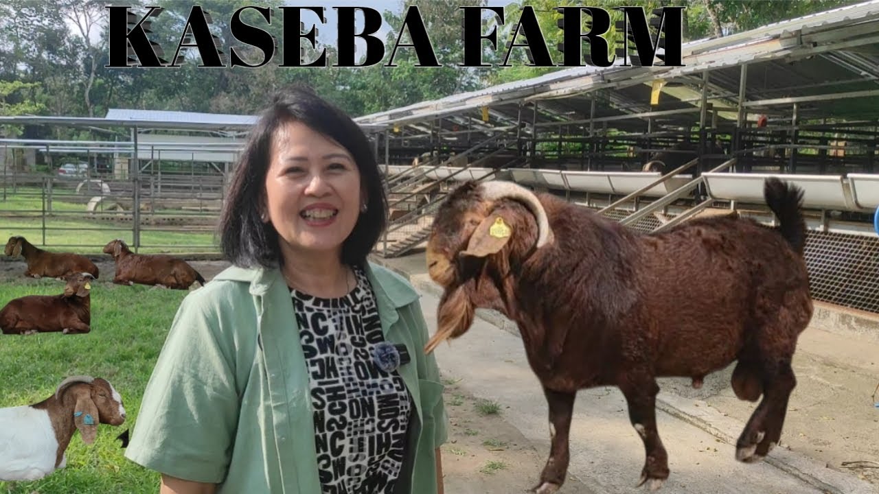 BIBIT UNGGUL, IMPOR SENDIRI DARI 3 FARM TERBAIK DI AUTRALIA @alek budi santoso