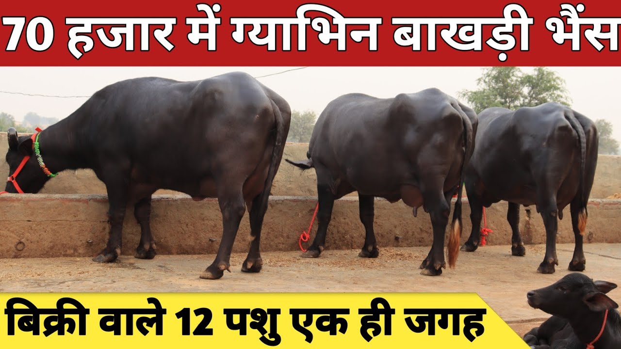 70 हजार में ग्याभिन बाखड़ी भैंस, कांटे के तोल में 12 भैंसे || Riddhi Siddhi Dairy Farm (9813381524)