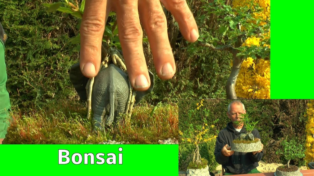 Mehltau am Weißdorn Bonsai / Forsythien Bonsai / Apfel Bonsai Rückschnitt / Lonicera Spirale s