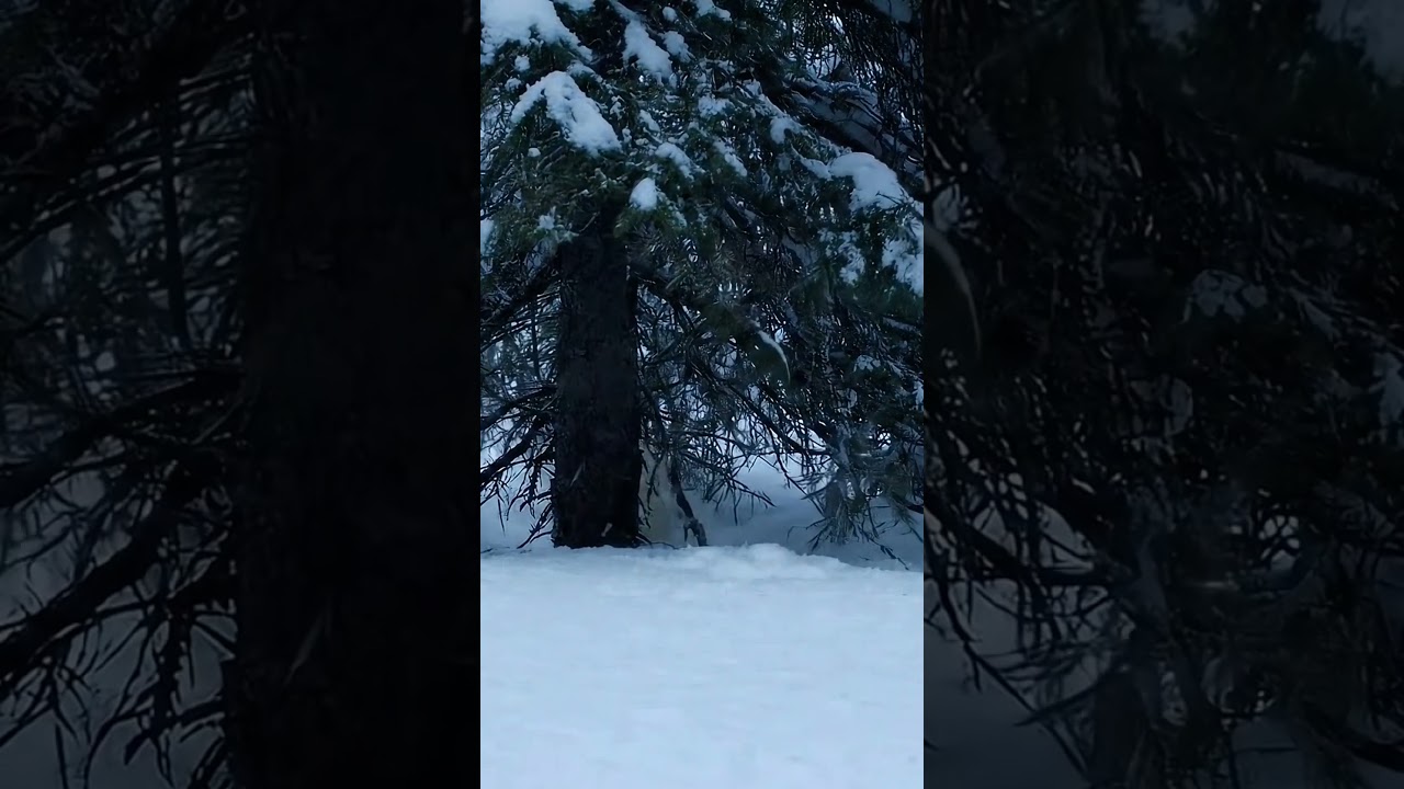 &iexcl;Corre! Liebre &Aacute;rtica