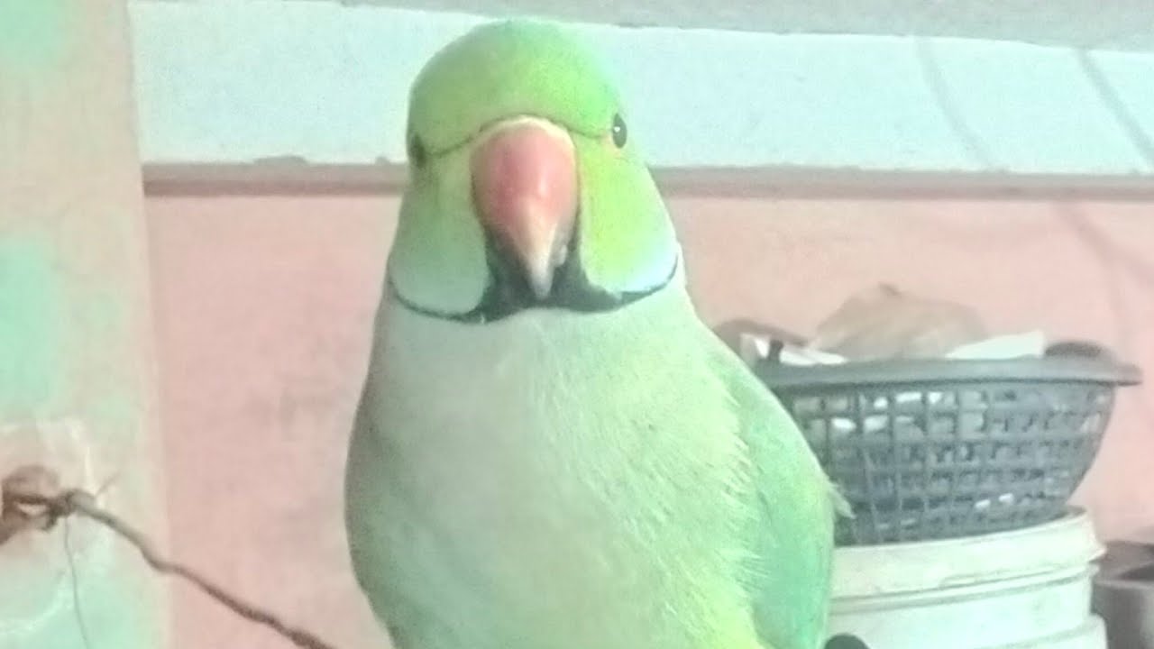 good morning train mein hun mitthu Meri Life mein sabhi log Judi hai 🐦🌻🦜👍