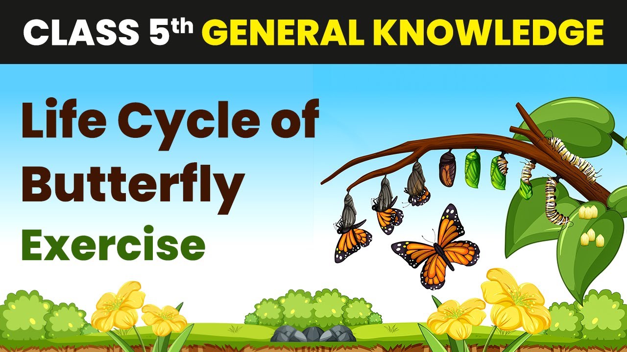 Life Cycle of Butterfly - Exercise | Class 5 General Knowledge | CBSE 2024-25