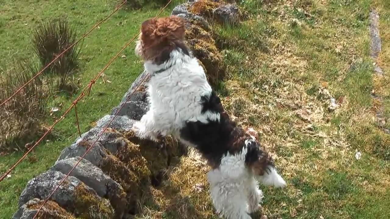 Ben Fox Terrier In Scotland 2010 (HD)