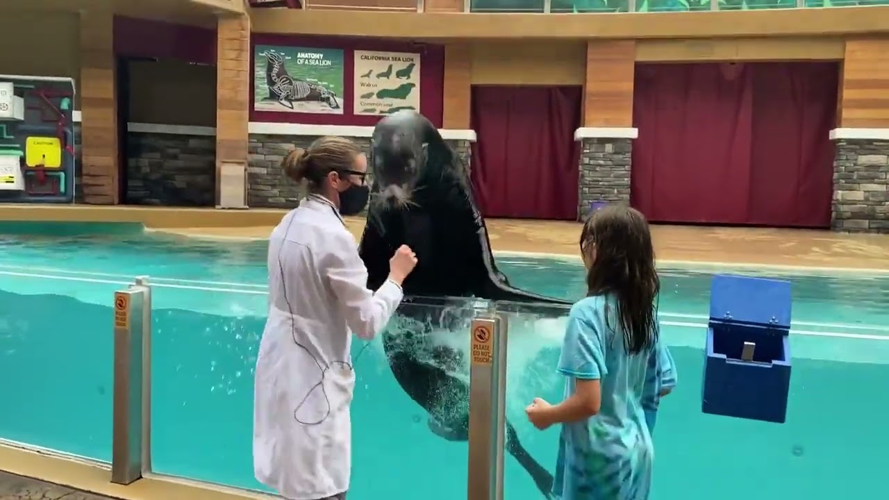 Pacific Point show SeaWorld Orlando