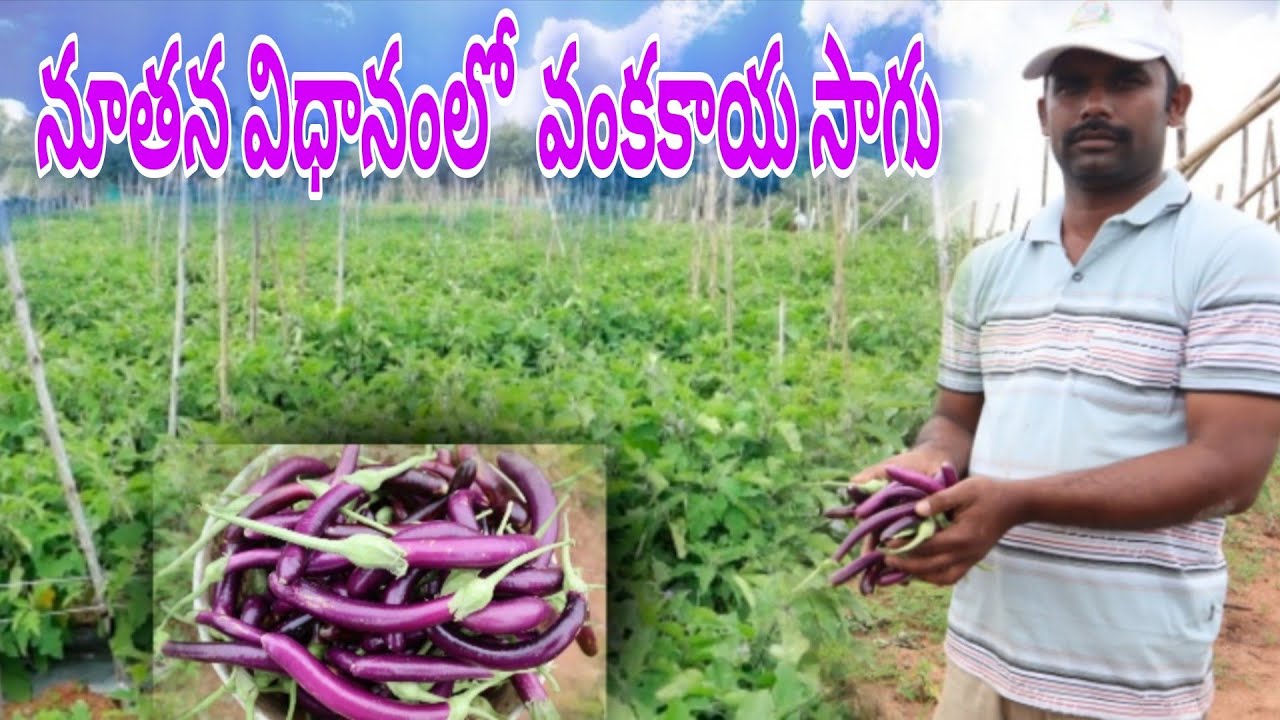 Brinjal farming in telugu/ grafting vankaya/ నూతన విధానంలో వంకాయ సాగు