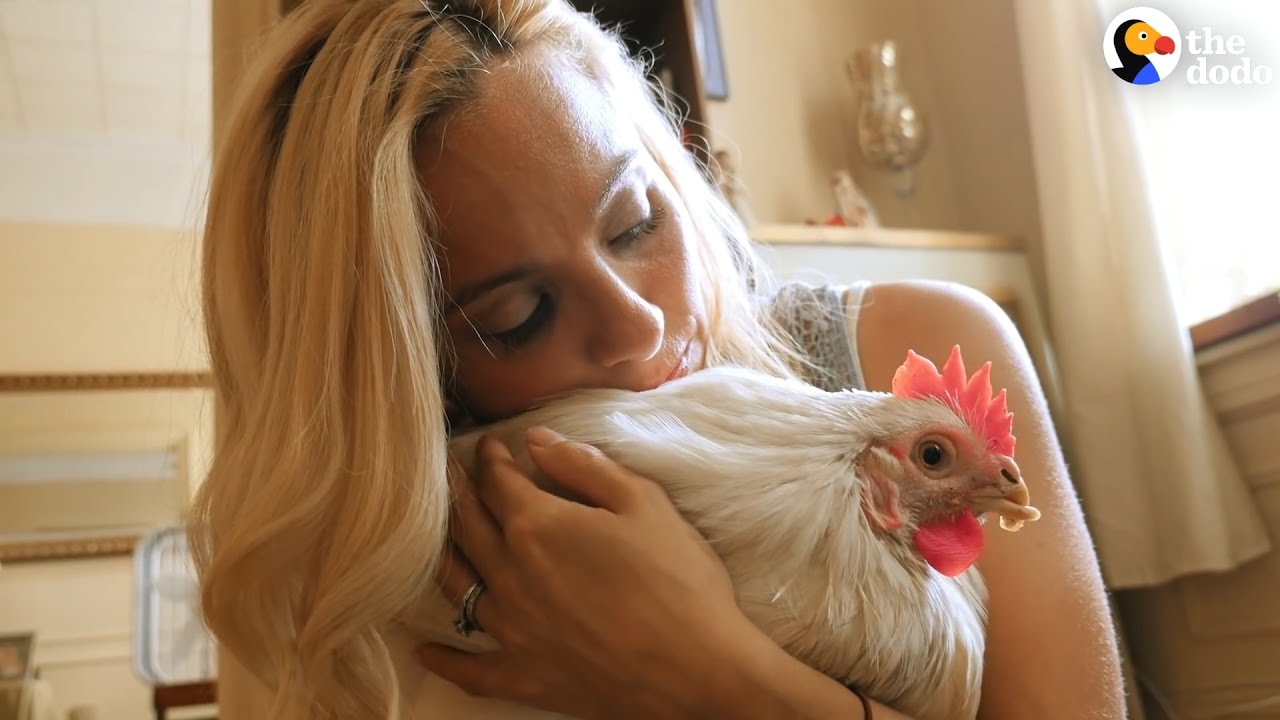 Rescue Chicken Loves Her New Family