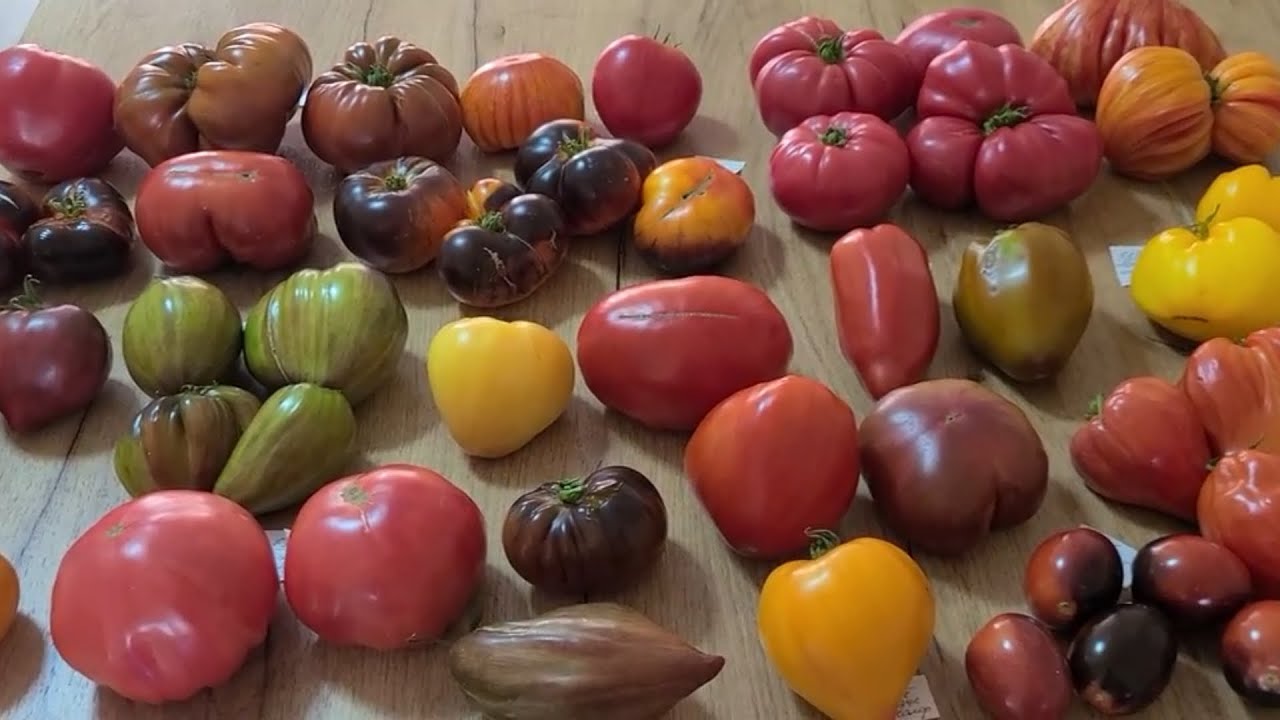 МЕГА ОБЗОР ВКУСНЫХ И УРОЖАЙНЫХ ТОМАТОВ сезона 2025г ( повтор)