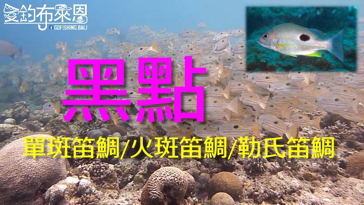 (19) 黑點的習性與釣法【知魚不龜系列】