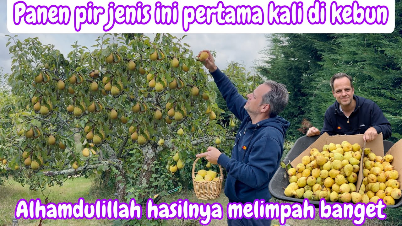 PANEN BUAH PIR JENIS INI PERTAMA KALI || ALHAMDULILLAH HASILNYA MELIMPAH BANGET