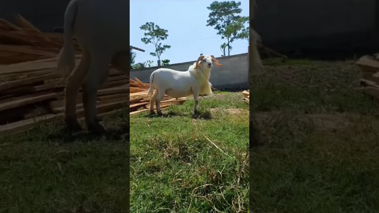 Domba Sakub viral Asli brebes