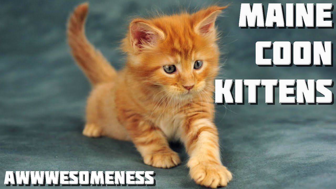 Maine Coon Kittens Compilation - Over 20 Minutes of Awwwesomeness